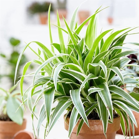 ​7 комнатных растений, за которыми не нужно ухаживать