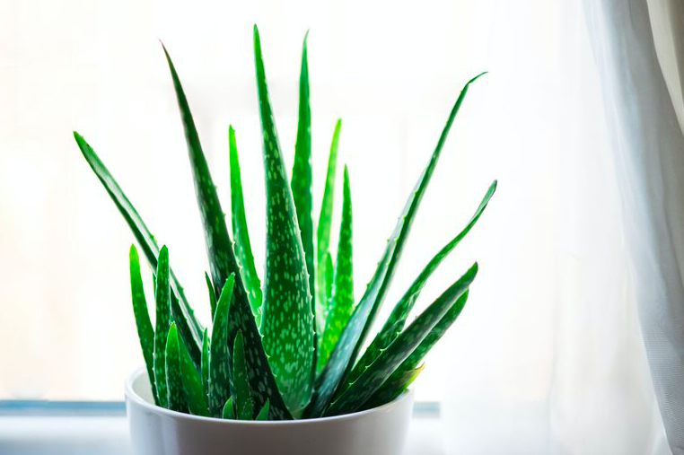 Эти 10 комнатных растений снимают стресс
