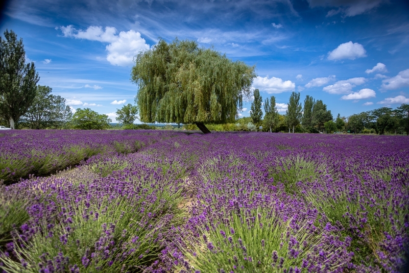 Живописная Венгрия: 5 садов, которые вдохновляют