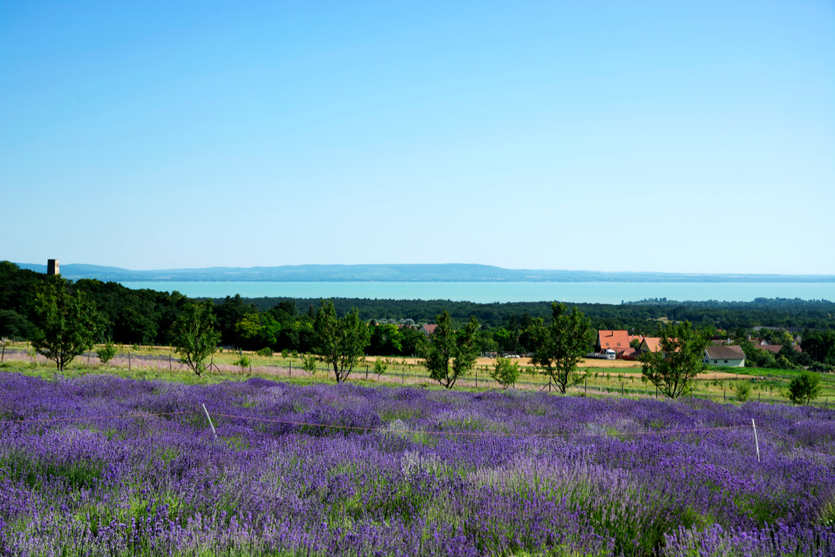 Живописная Венгрия: 5 садов, которые вдохновляют