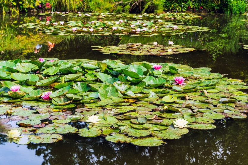 Сад Клода Моне в Живерни: мастерская и вдохновение для живописи