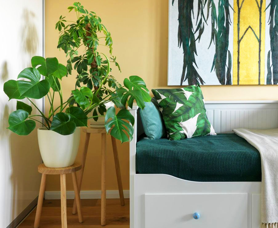 Растения в квартире дизайн